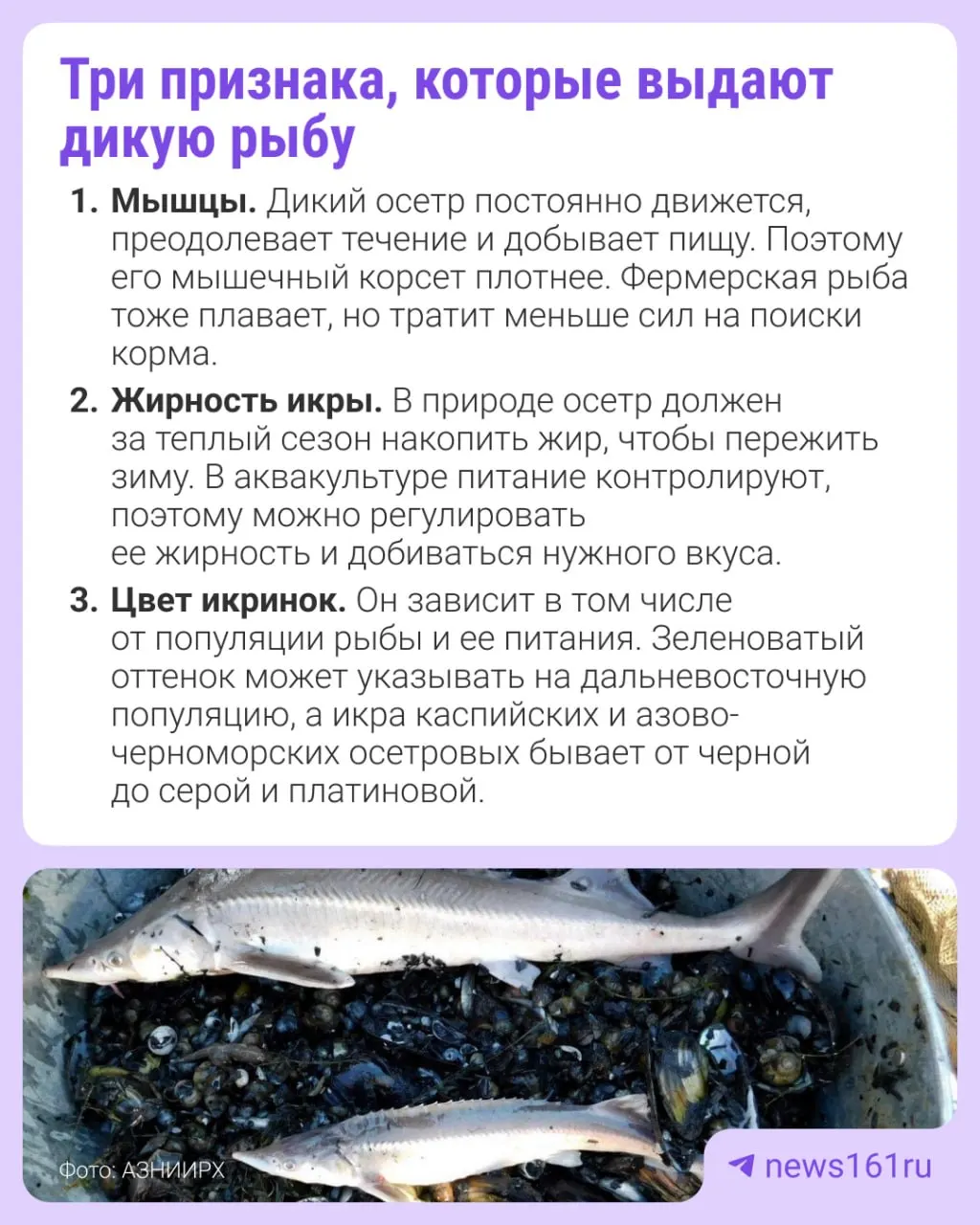 Новый метод ВНИРО позволяет определить источник улова по ДНК и выявлять признаки незаконной добычи рыбы, в том числе различие дикого улова и продукции фермерских хозяйств.