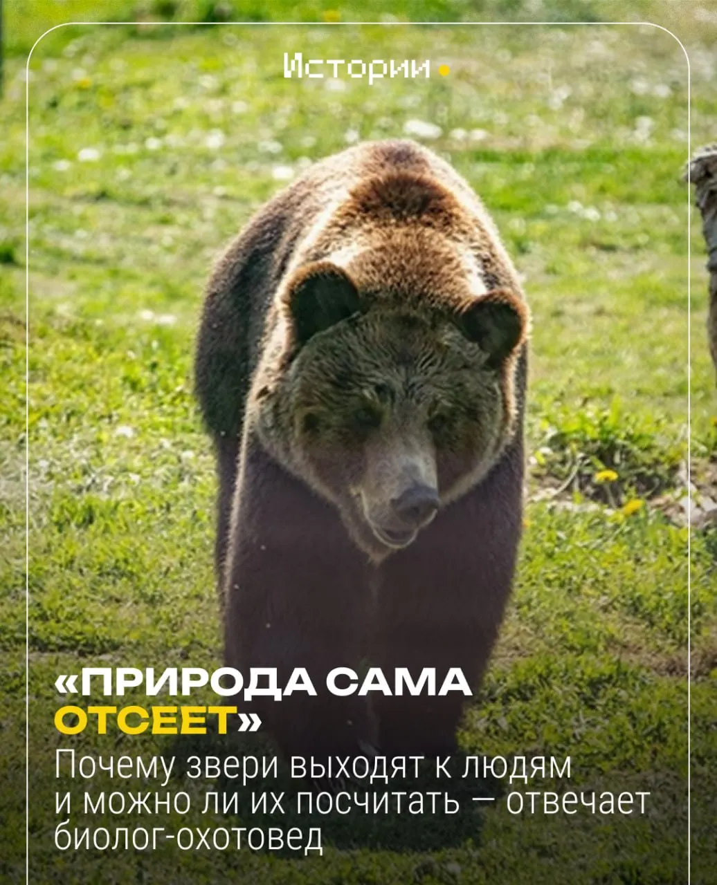 В&nbsp;Приангарье медведи стали активнее: учёные ищут причины и&nbsp;прогнозы