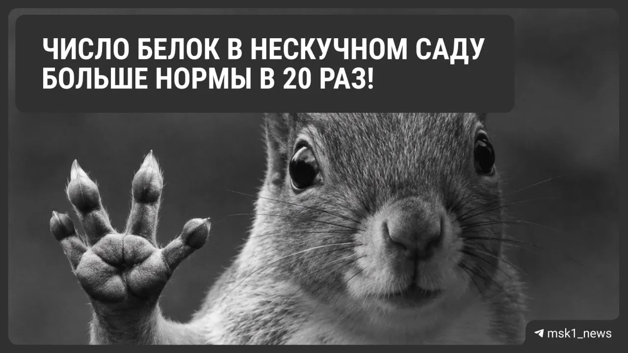 В московских парках проходит зимний учёт белок: популяция растёт, запасы орехов на зиму увеличиваются.
