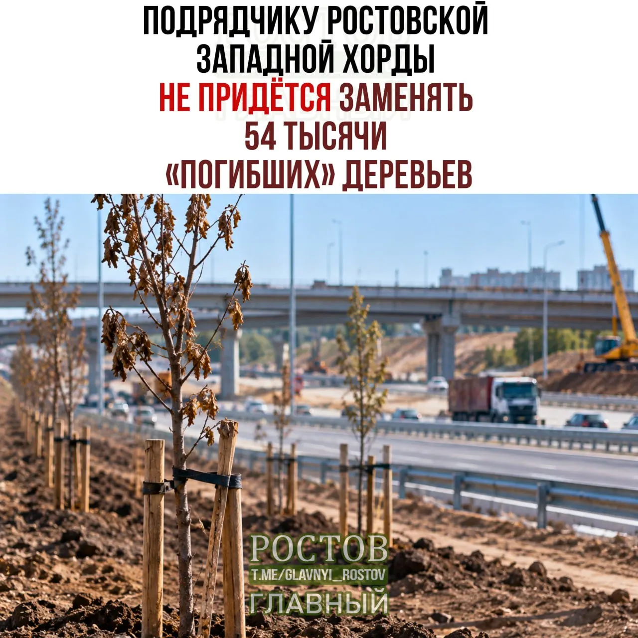 В рамках дорожного проекта обсуждали необходимость высадки новых деревьев. Суд отменил требование об обязательной замене деревьев.