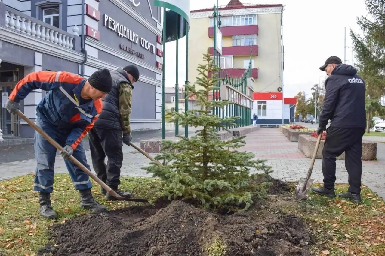 В центре города Курган начались посадки голубых елей и кустов кизильника; на осень запланированы дополнительные высадки деревьев и кустарника по нескольким улицам.