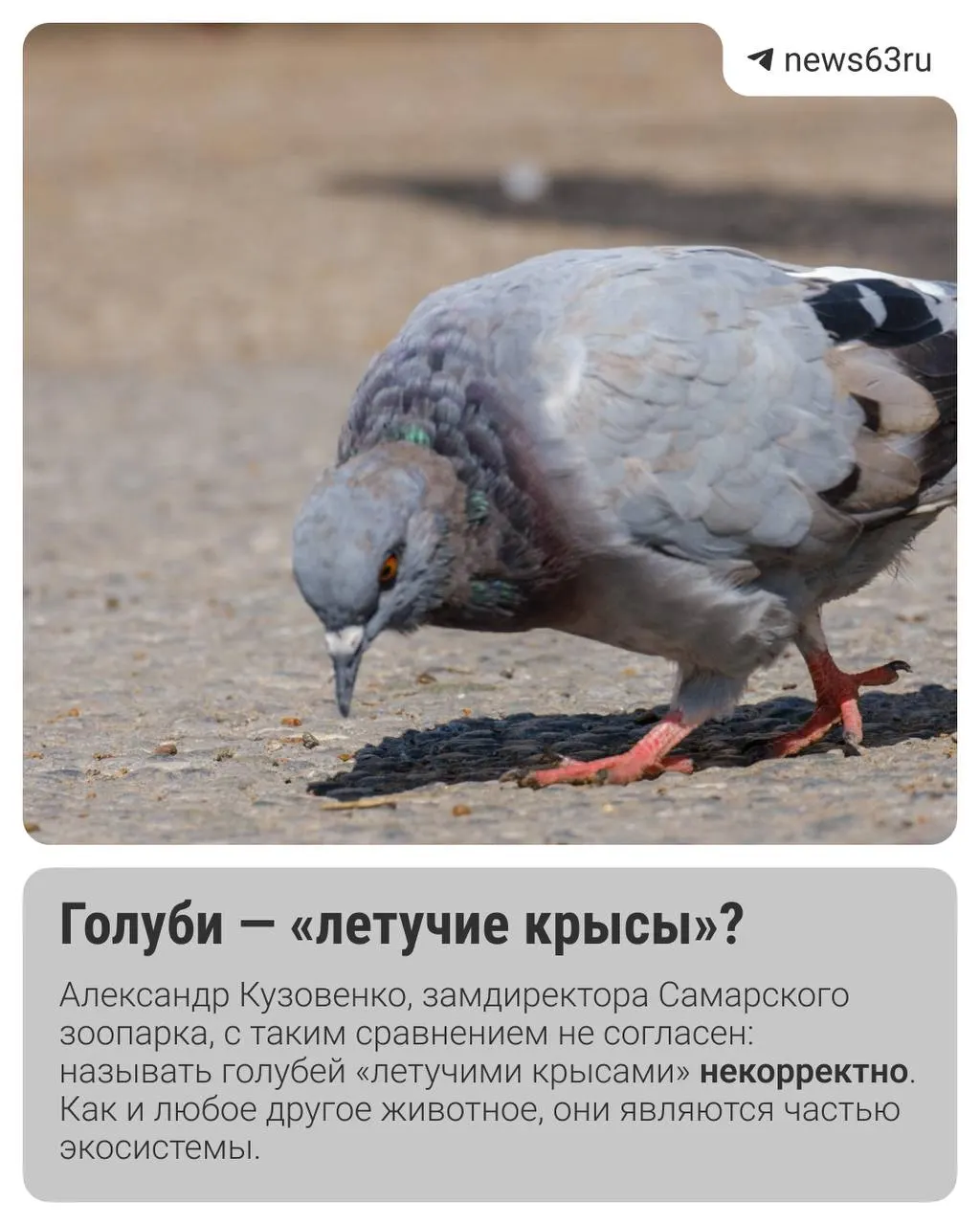 Разбираемся, насколько голуби действительно опасны в городской среде и какие риски они несут по мнению экспертов.