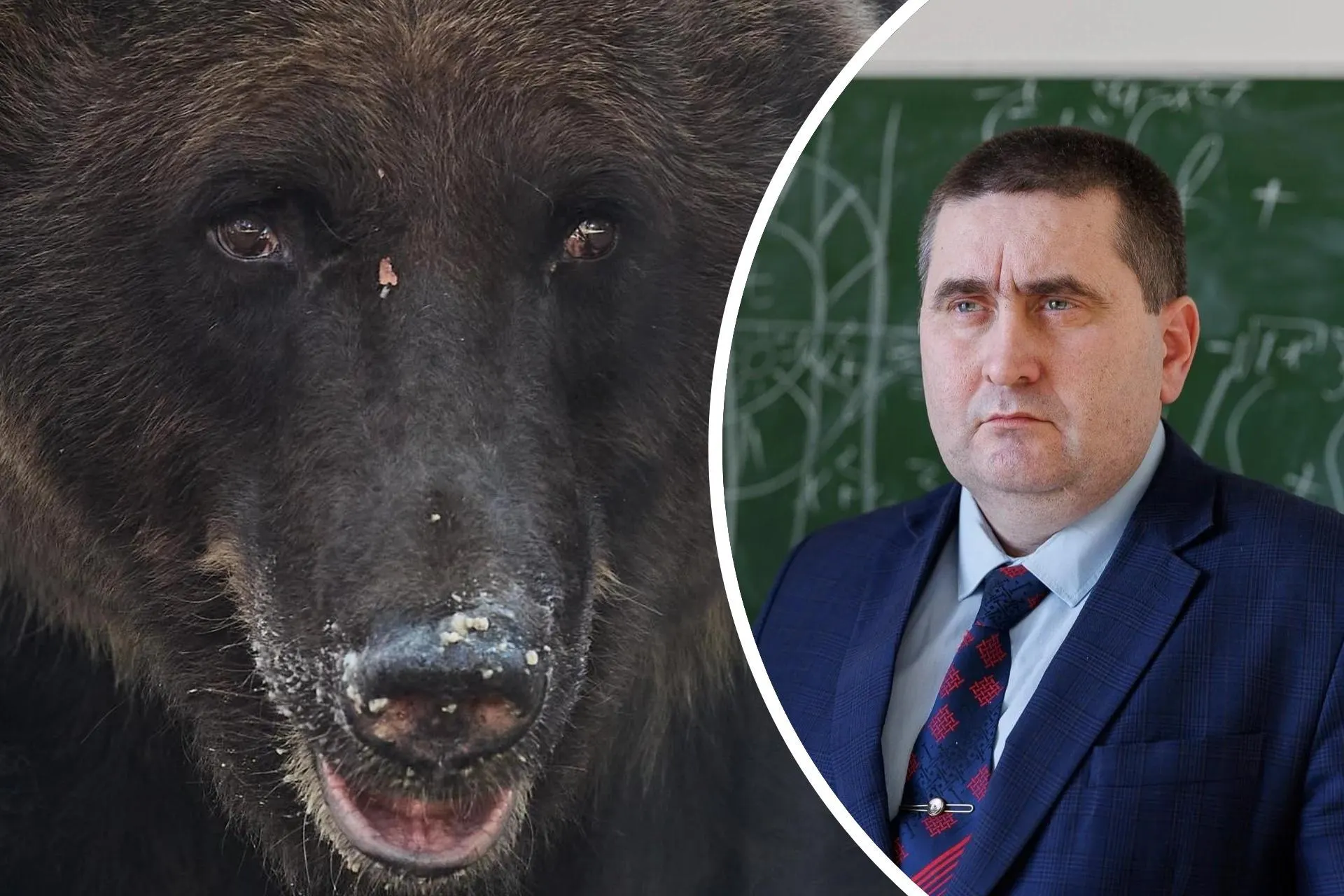 Ученый объясняет, почему медведи воспринимают людей как пищу, и как поведение общества влияет на повторяющиеся встречи с хищниками.