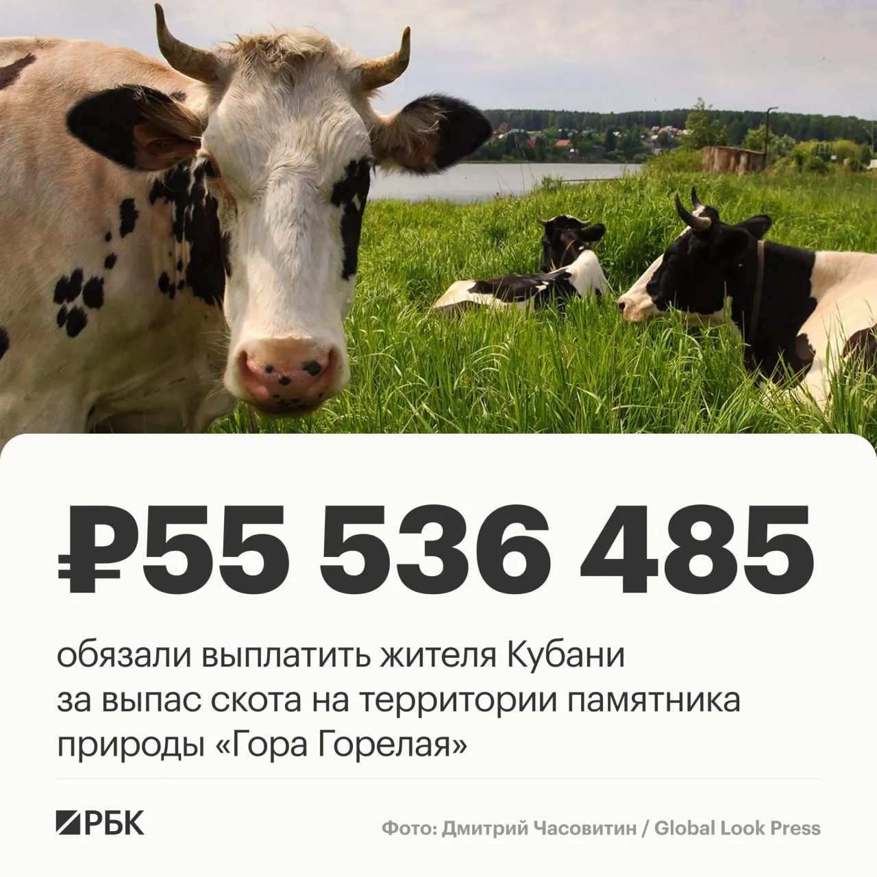 За бесконтрольный выпас крупного рогатого скота на охраняемой территории памятника природы среда обитания редких животных была разрушена; суд обязал взыскать крупную сумму в возмещение ущерба.