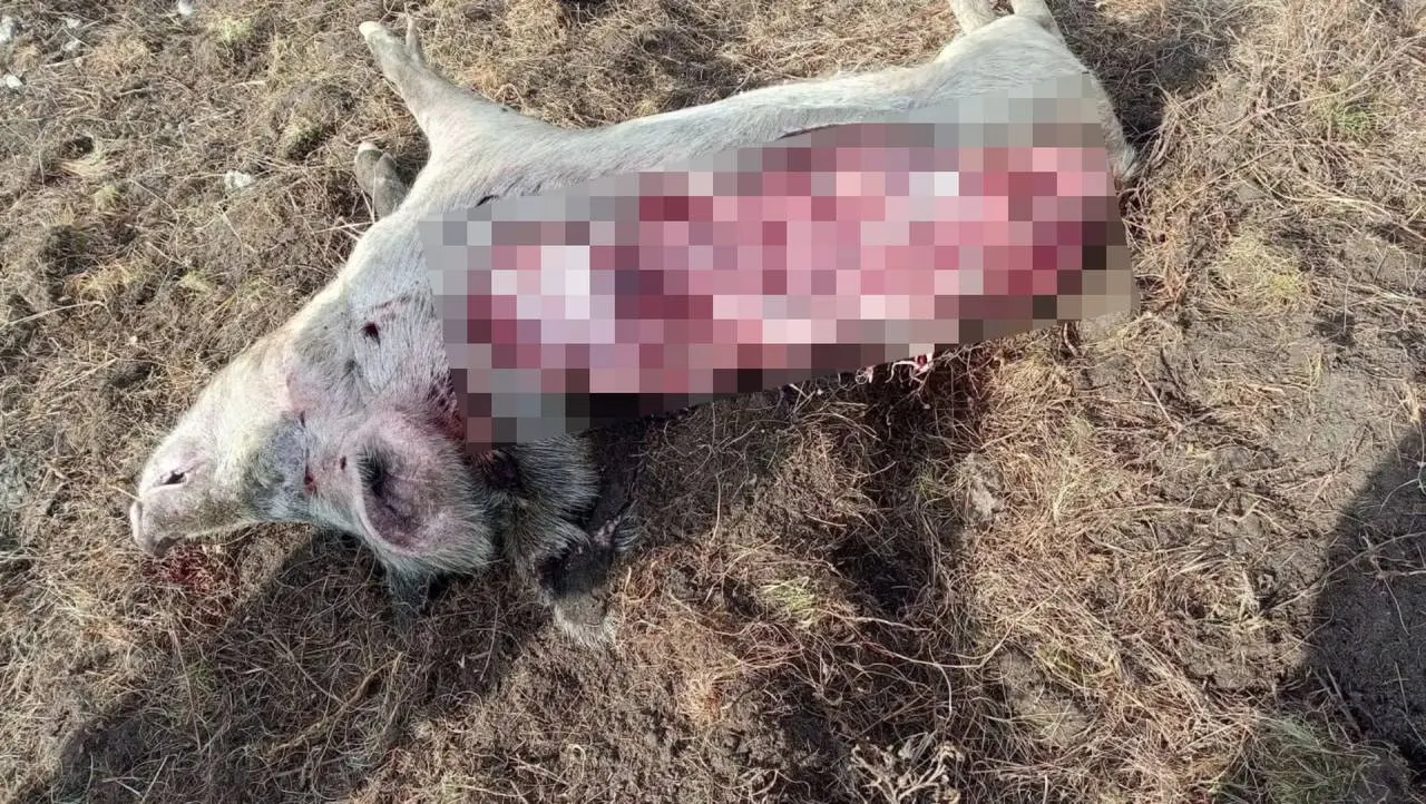 По регионам Якутии и соседних районов фиксируются случаи встреч с медведями: звери выходят на дороги, нападают на хозяйственные объекты и тревожат местных жителей.