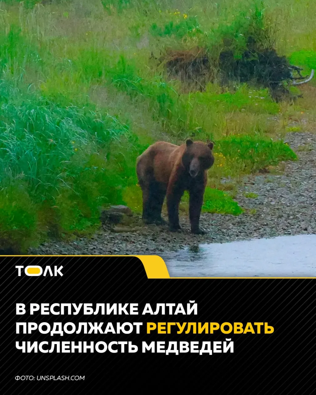 187 медведей добыли в Республике Алтай с начала года; выдано 330 разрешений на добычу, 21 — за последнюю неделю. В регионе введён режим повышенной готовности и принимаются меры по безопасности.