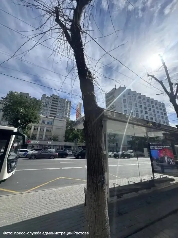 Работы пройдут на двух участках города: проспект Будённовский и улица Красноармейская. Специалисты выявили опасные деревья и запланировали высадку более 100 деревьев к концу года.