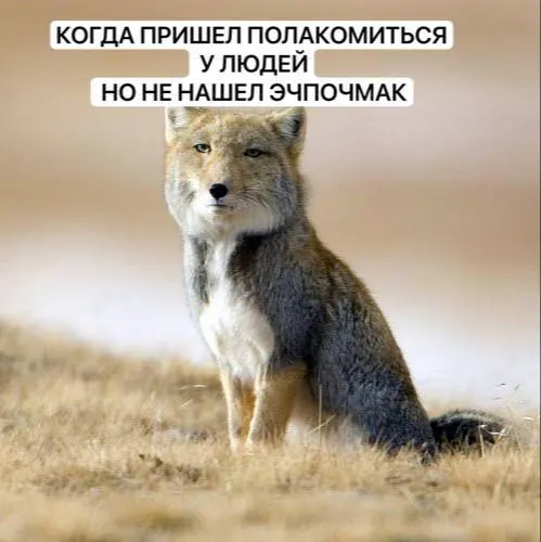 Лисы всё чаще появляются возле населённых пунктов, воруют пищу и мусор, и люди должны соблюдать простые правила поведения.