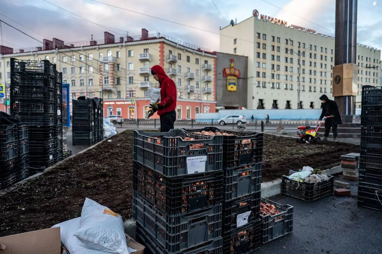 Старт озеленения мурманских парков: подготовка к сезону 2027 года, высадки луковиц и подбор морозостойких сортов тюльпанов.