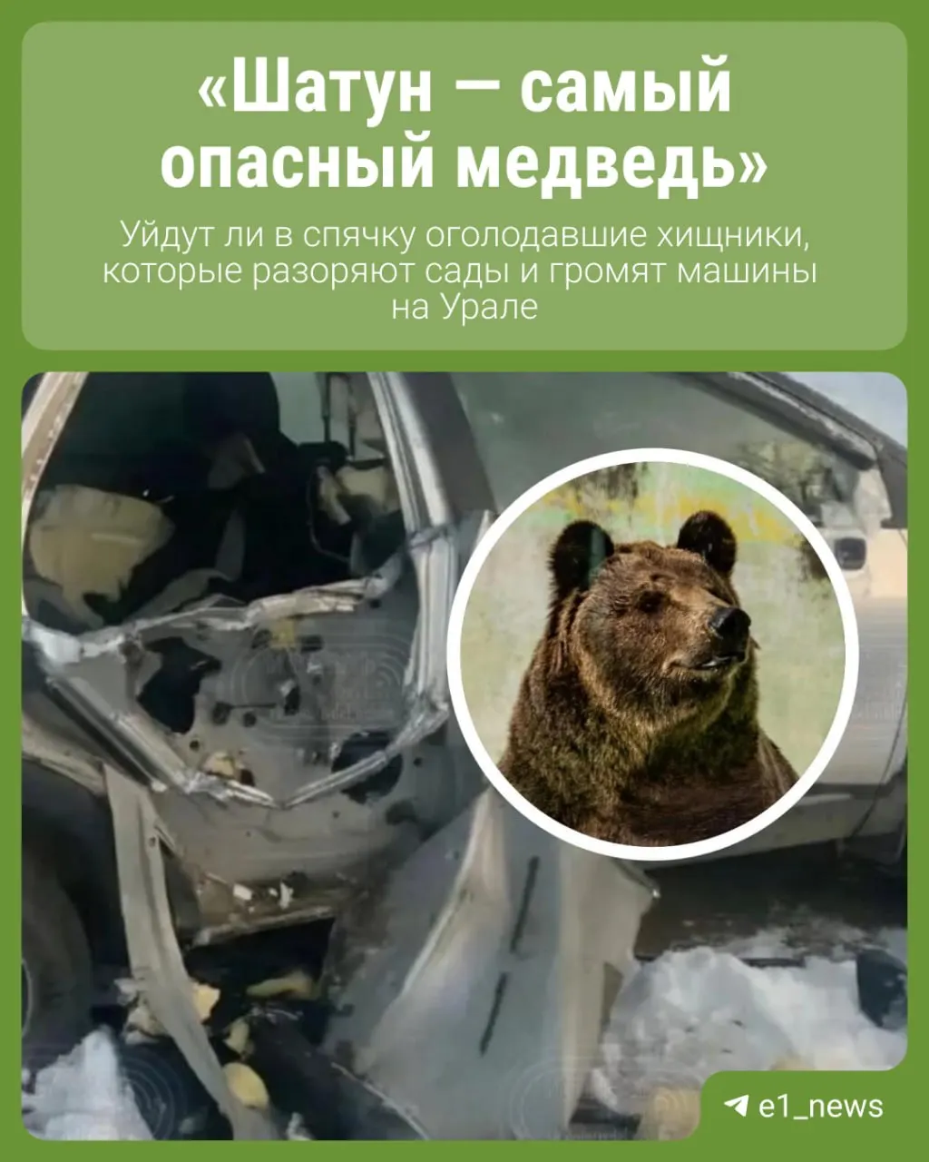 В регионе зафиксированы случаи приближений медведей к населённым пунктам; эксперты спорят о причинах и ожидаются новые данные по ситуации.