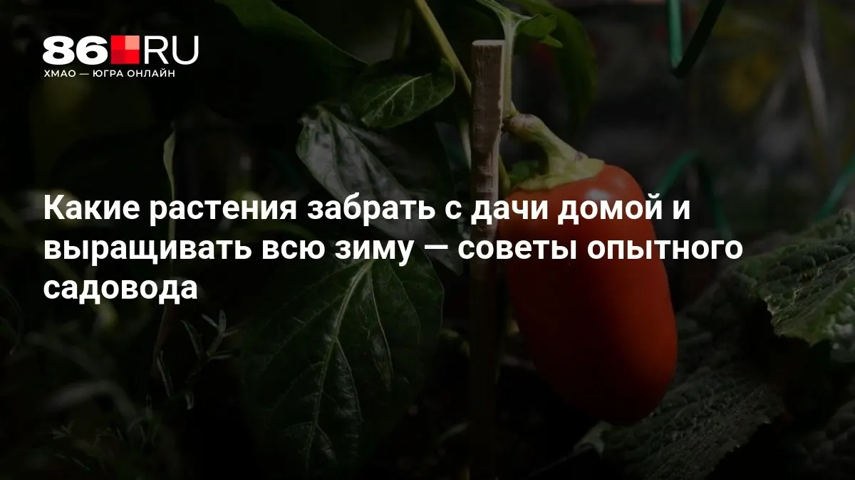 Полезные рекомендации о том, какие растения можно перенести в дом и как ухаживать за ними зимой.