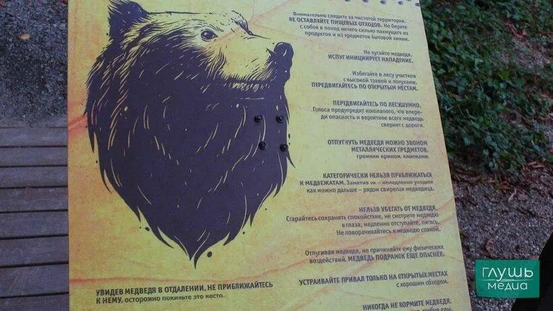 В приграничном регионе зафиксировано появление медведей; власти призывают соблюдать осторожность в лесу и держаться на безопасном расстоянии от диких животных.