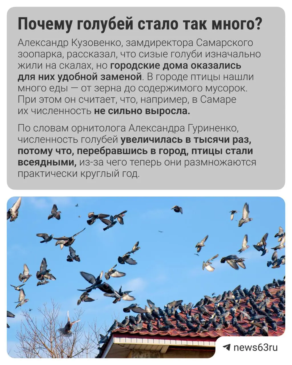 Разоблачение мифов о голубях в городской среде: что говорят специалисты и как действовать горожанам.