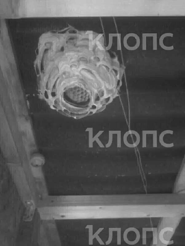 Дачники нашли под крышей гигантское гнездо крупного шершня; биологи рассказали о виде Vespa crabro и роли насекомых в экосистеме.
