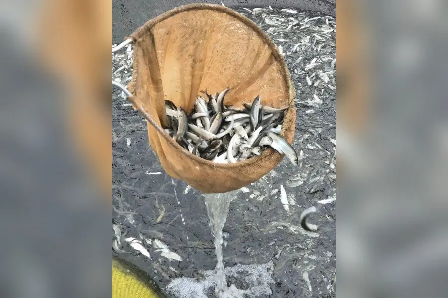 За год в Куршском заливе Балтийского моря выпустили 1,9 млн молоди сига; мероприятия по искусственному воспроизводству поддерживают популяцию и биоразнообразие залива.