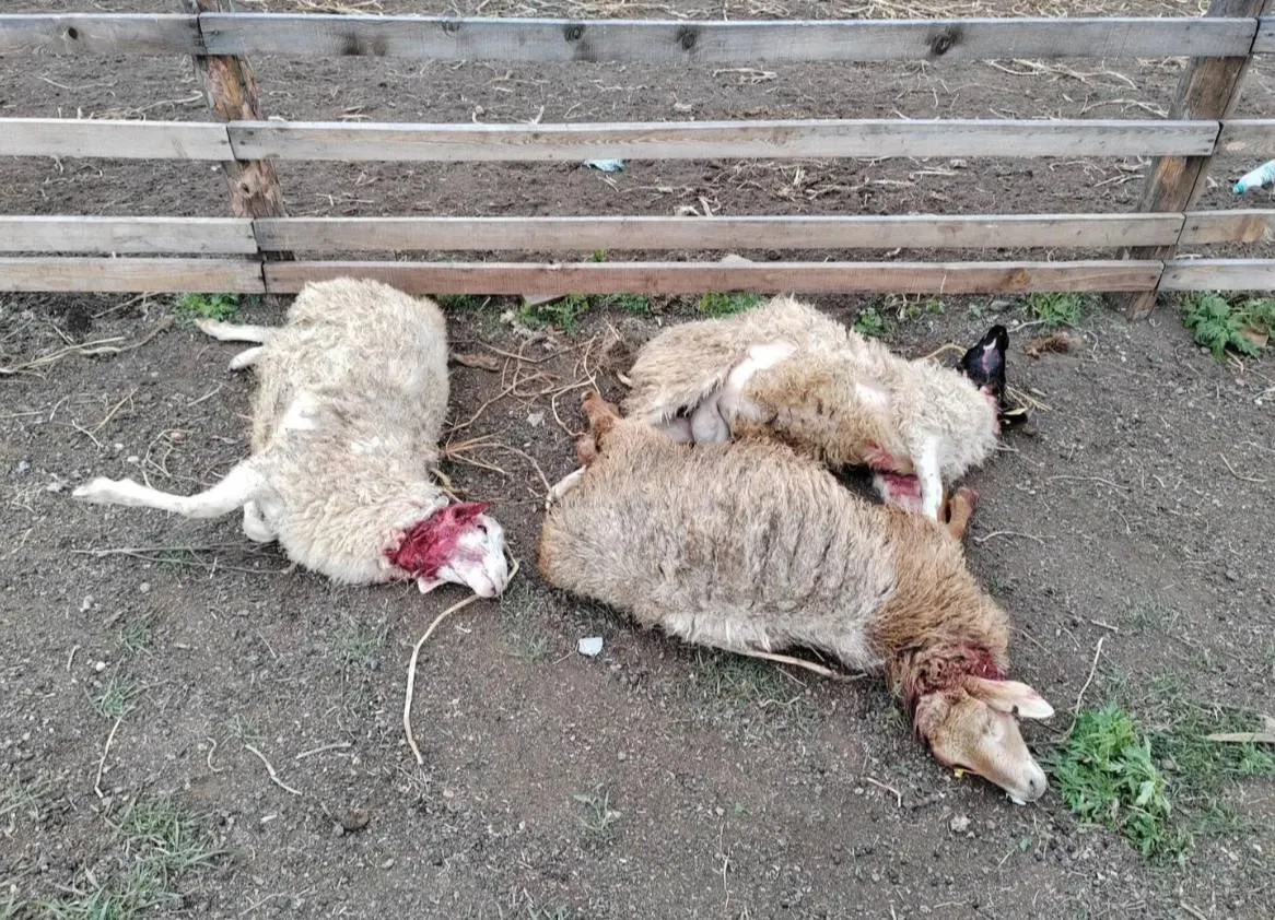 В Забайкалье зафиксировано гибель овец: местные уверены в нападении волков на 9 октября; на место выехали охотоведы, ответ пока не получен.