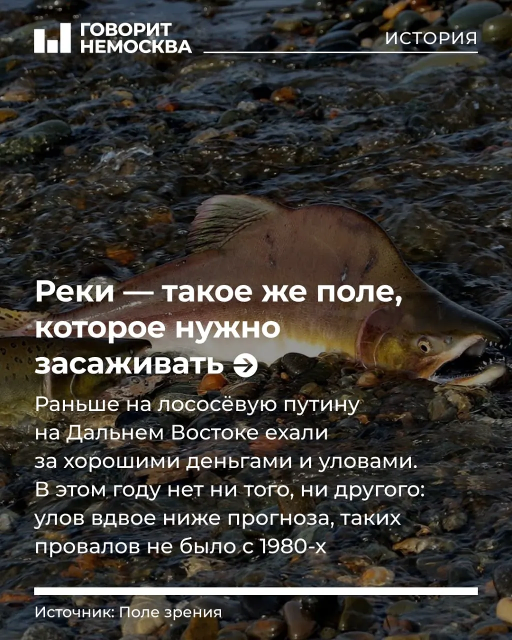 Улов лосося на Камчатке рухнул вдвое; рабочие теряют доход, а климат и системные проблемы ставят под угрозу экосистему дальневосточных рек. Разбираемся, что происходит и какие последствия это несет.