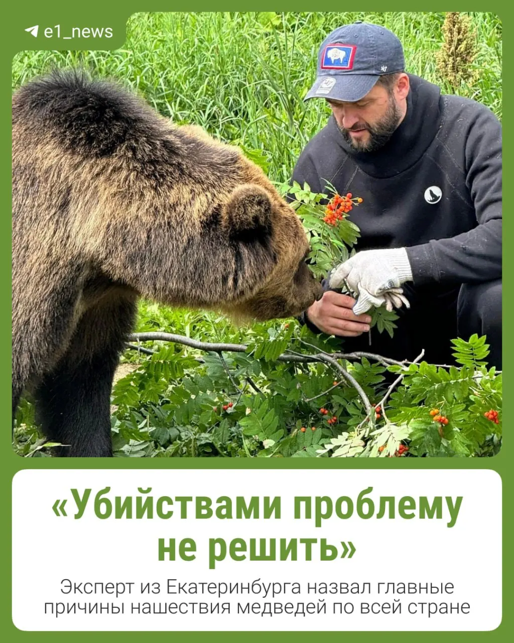 Экологи указывают на дефицит пищи в лесах Урала и призывают к комплексному подходу, чтобы снизить риск конфликтов без применения смертельных мер.