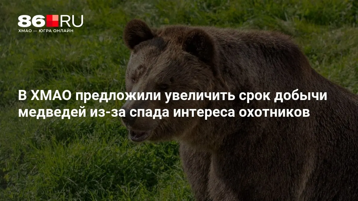 Региональные ведомства предложили рассмотреть продление периода добычи медведей на фоне снижения интереса охотников и направили инициативу в Минприроды.