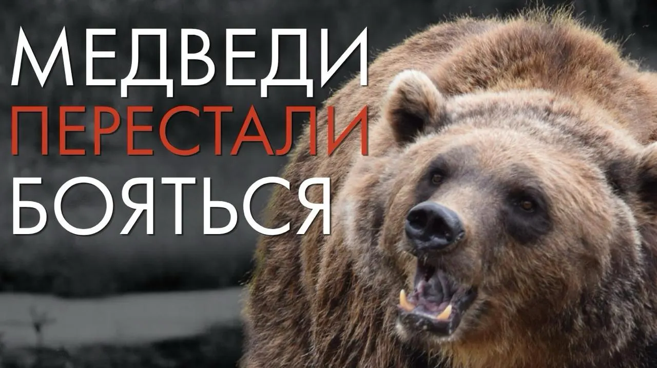 Устойчивое решение конфликта между человеком и дикой природой требует устранения причин: мусорных свалок, вырубки лесов и доступа к пище. Рассматриваем долгосрочные подходы.