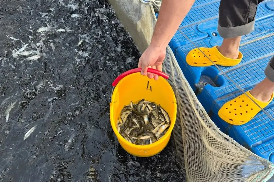 В рамках программы искусственного воспроизводства водных биоресурсов в Куршском заливе выпустили молодь сига, что направлено на поддержание биоразнообразия и компенсацию ущерба.