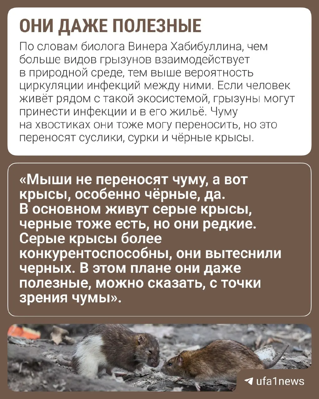 Перед холодами грызуны ищут укрытие в домах и погребах. Эксперт поясняет, что случаев передачи чумы населению пока не зафиксировано; важна санитария и уборка помета.