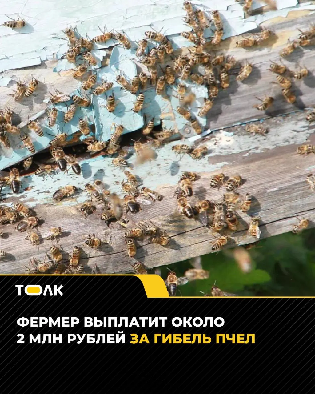 После обработки рапса пестицидами пострадала 91 пчелосемья, еще восемь погибли; суд обязал владельца хозяйства выплатить почти 2 млн рублей и покрыть судебные расходы.