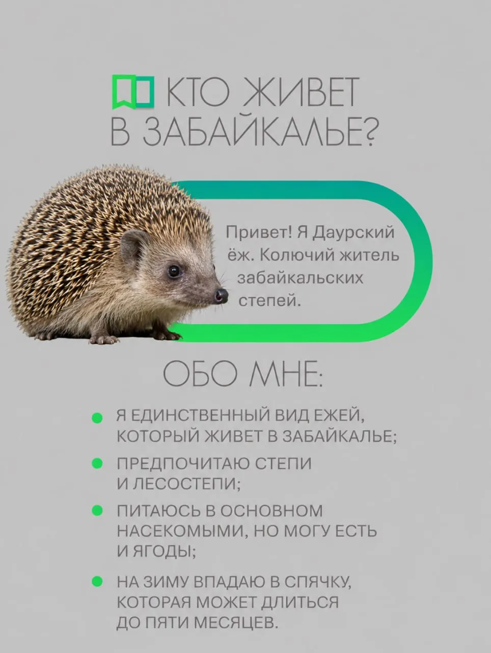 Даурский ёж — единственный ёж Забайкалья; вид охраняется в региональных и общероссийских списках.