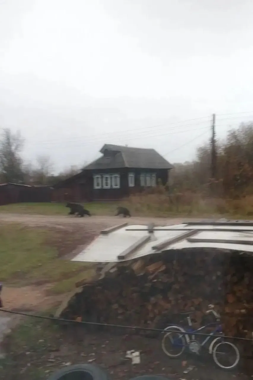 В Лысковском районе Нижегородской области зафиксировано появление медведей; власти ведут наблюдение, звери ведут себя спокойно, обсуждаются меры по охоте.