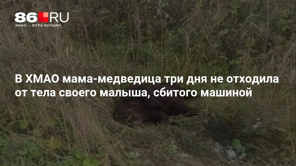 Мать-медведица в ХМАО три дня охраняла тело своего детеныша после ДТП, не подпуская людей к месту происшествия.