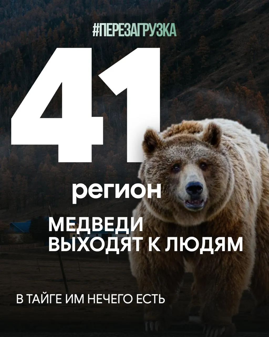 За год фиксируются случаи нападений медведей на людей; число погибших достигло 28, а масштабы вырубки лесов усугубляют угрозы для населения и экосистемы.