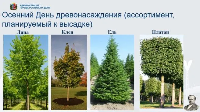 17 октября пройдет День древонасаждения: запланирована высадка лип, клёнов, елей и платанов. Мероприятие начнется в 09:00; желающие смогут присоединиться к акции на нескольких точках города.
